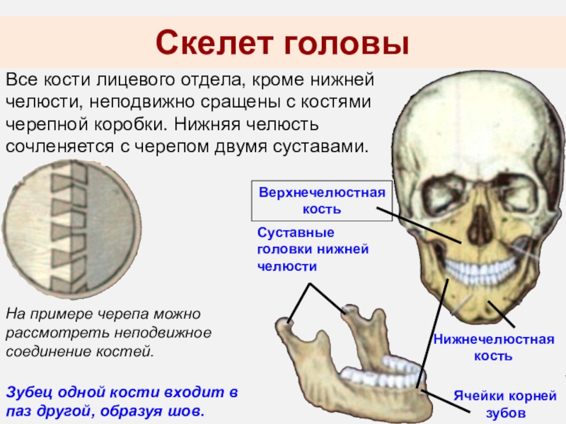 Парные кости лицевого