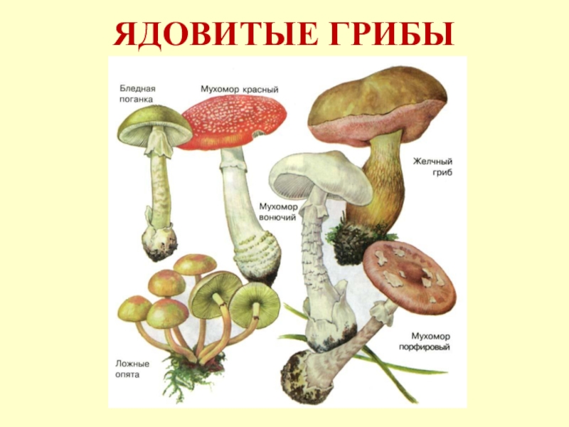 Ядовитые грибы для дошкольников презентация