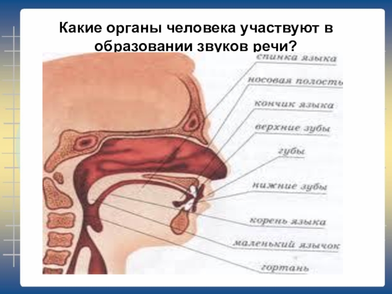 Какие органы человека участвуют в образовании звуков речи?