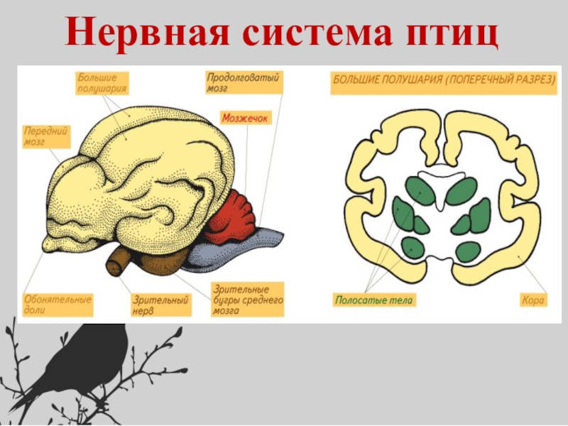 Класс птицы нервная. Нервная система система птиц. Нервная система птицы головной мозг. Строение нервной системы птиц. Нервная система птиц схема.