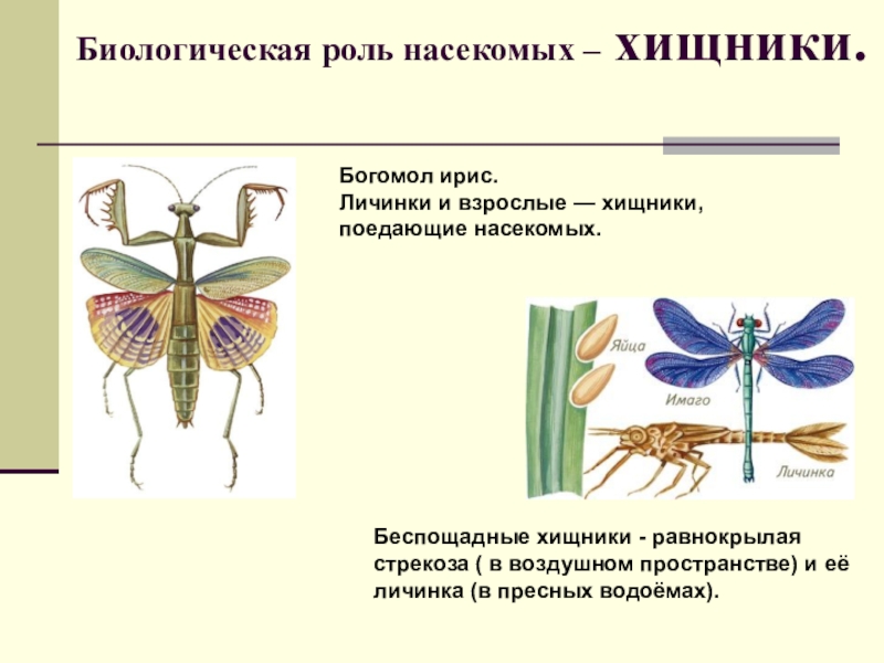 Класс насекомые 7 класс. Биологическая роль насекомых. Биологическая роль комара. Функции яйца у насекомых. Как обмениваются информацией насекомые.