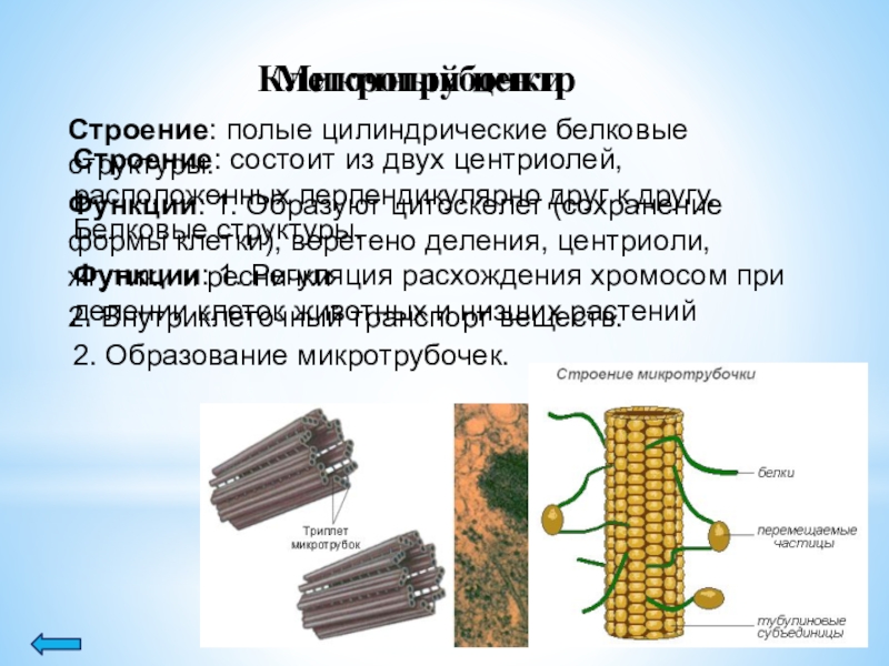 Микротрубочки. Микротрубочки эукариотической клетки. Клеточный центр строение микротрубочки. Микротрубочки строение и функции. Микротрубочки цитология.