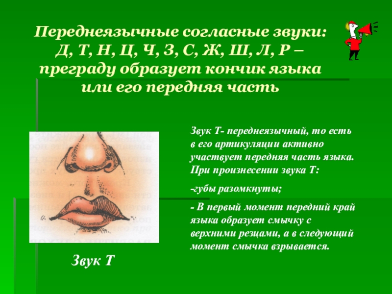 Зубной звук. Переднеязычные звуки. Переднеязычные согласные звуки. Переднеязычные небные звуки. Заднеязычные согласные звуки в русском языке.