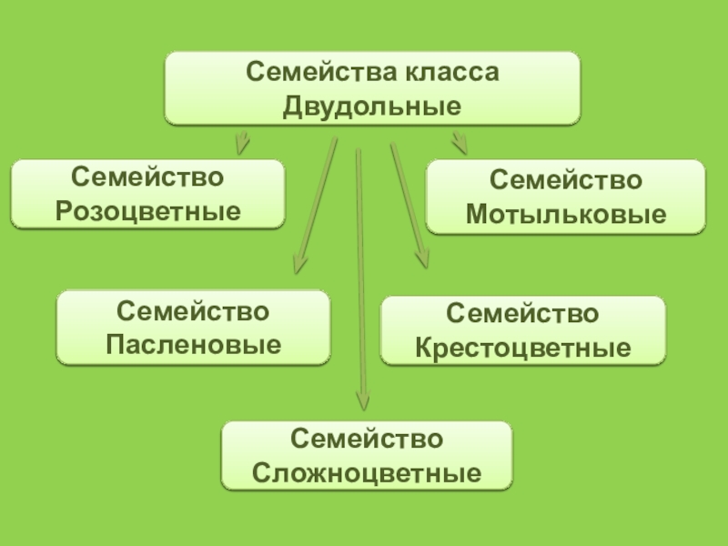 Презентация по биологии 6 класса семейства класса двудольные 6 класс