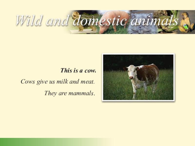 Презентация Domestic animalsfor 7 grade