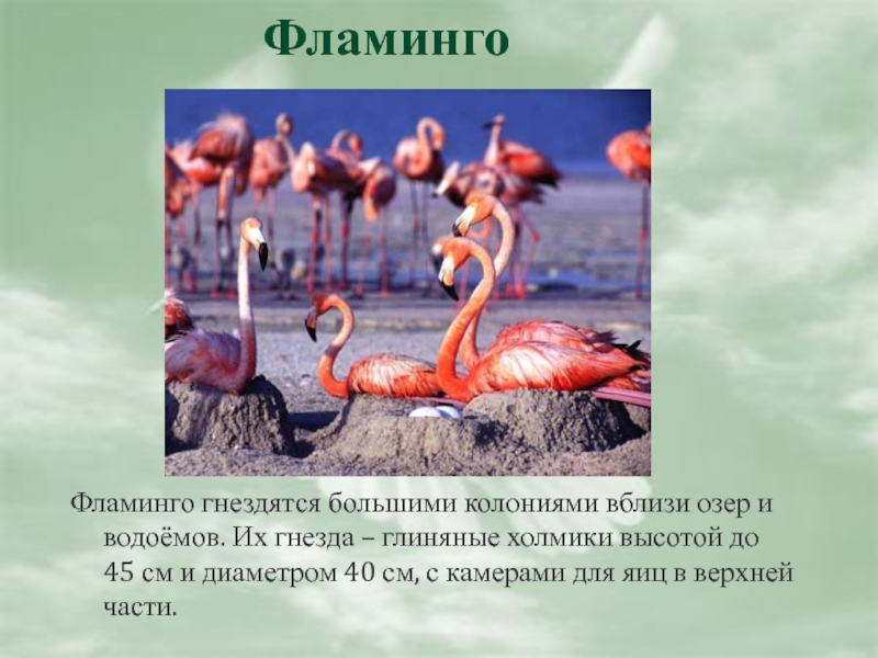 Фламинго гнездятся большими колониями вблизи озер и водоёмов. Их гнезда – глиняные холмики высотой до 45 см
