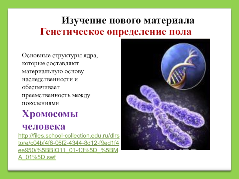 Генетическое определение. Генетическое определение пола. Хромосомы материальная основа наследственности. Материальные основы наследственности. Материальные основы наследственности человека.