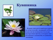 Презентация по ИЗО. Кувшинка