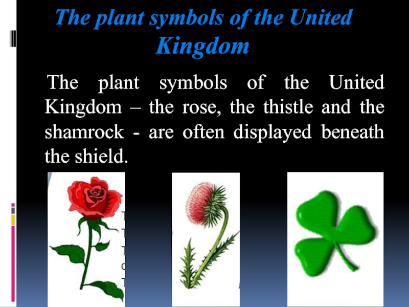 The shamrock is the national symbol of. The symbols of the uk презентация. Plant symbols of the uk. Проект на тему : the National symbols of the uk. Проекты детей на тему : the National symbols of the uk.