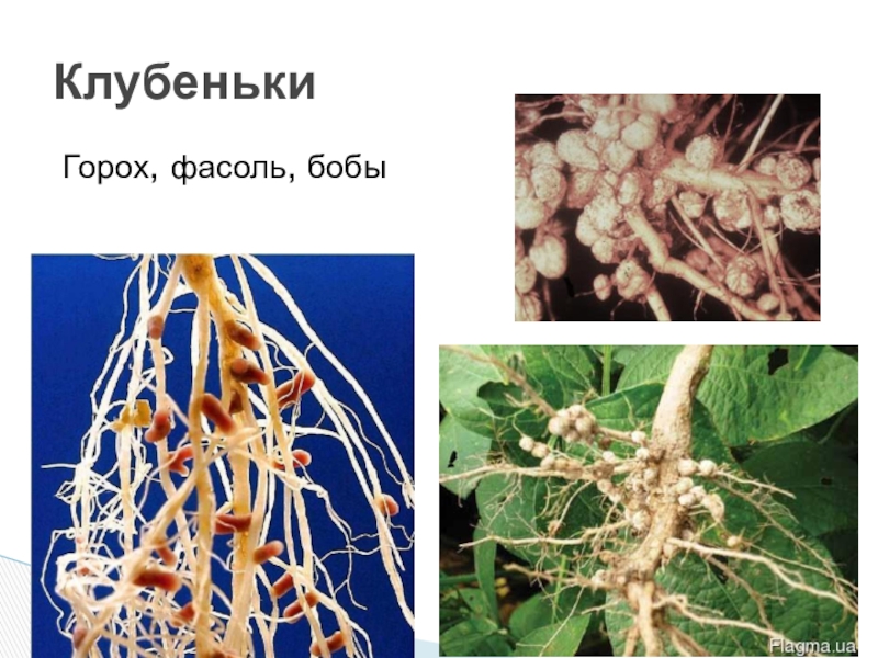 Рассмотрите рисунок и опишите то что вы видите сформулируйте основные функции клубеньковых бактерий