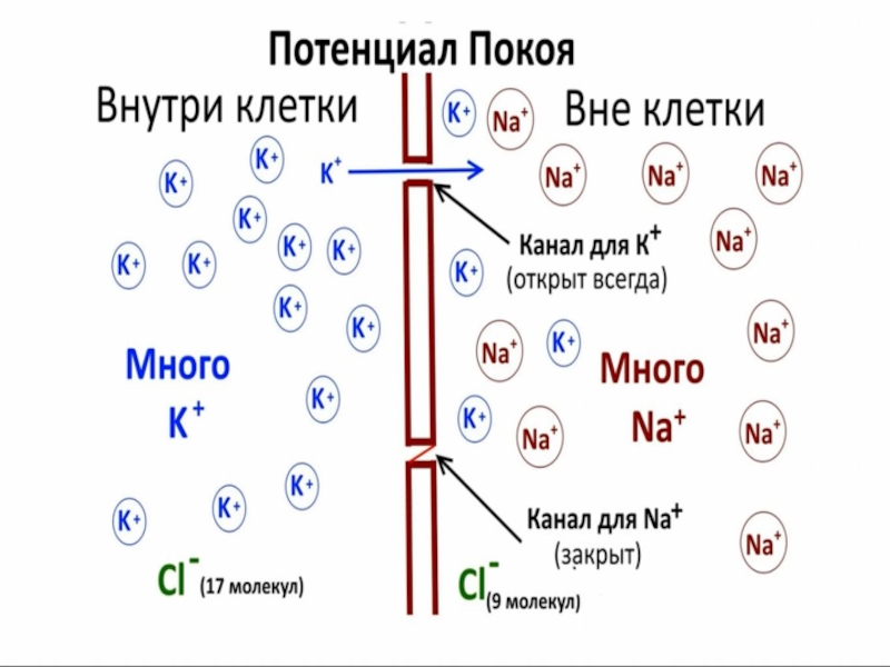 Мембранный потенциал покоя схема