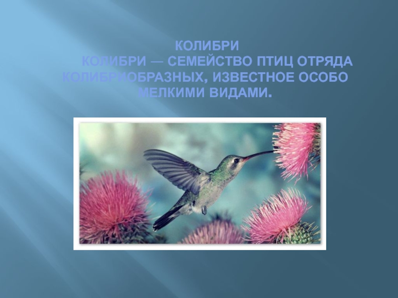 Колибри    Колибри — семейство птиц отряда колибриобразных, известное особо мелкими видами.