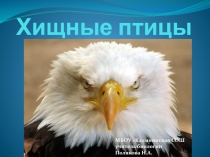 Презентация по теме Хищные птицы
