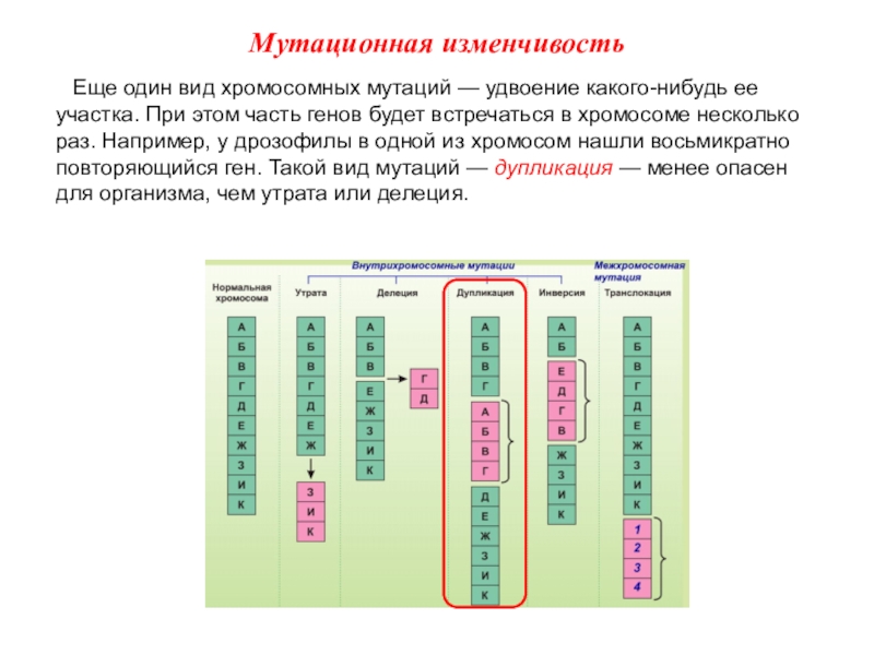 Хромосомная мутация презентация