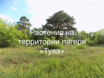 Презентация по биологии Растения на территории лагеря Туяа 5 класс