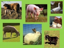 Одомашнивание животных. дикие и домашние животные 1 класс