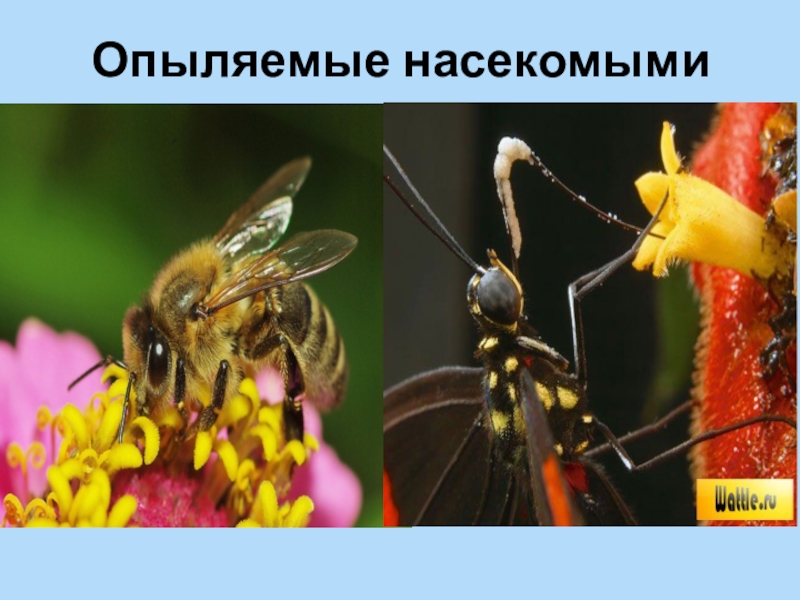 Опыление насекомыми презентация