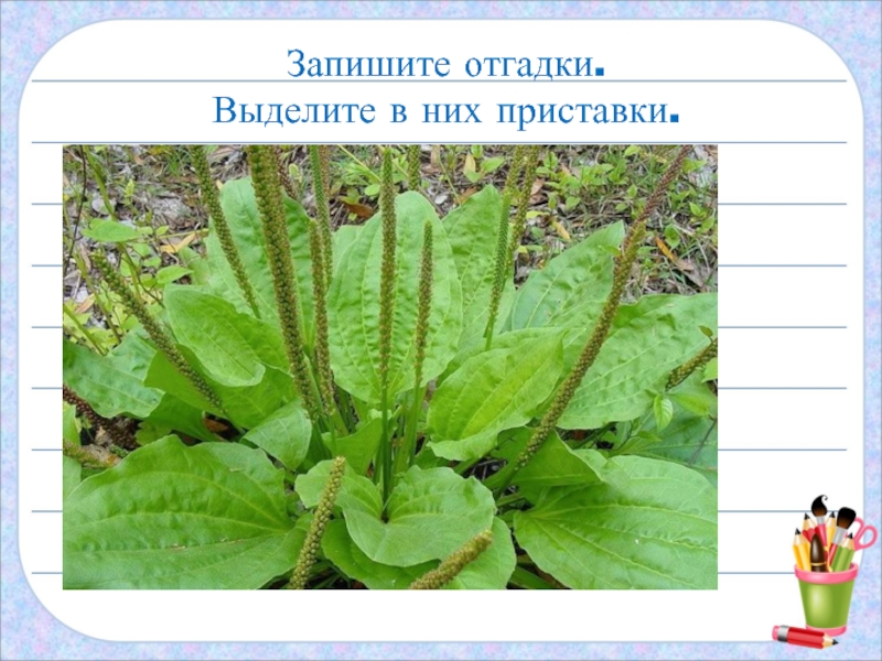 Запишите отгадки. Выделите в них приставки.Тонкий стебель у дорожки.На конце его – серёжки.На земле лежат листки –