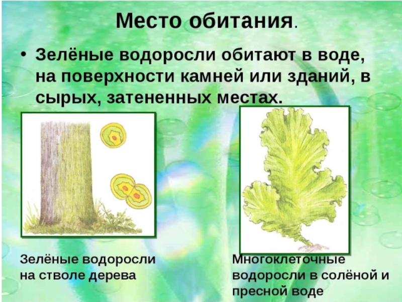 Признаки зеленых водорослей 7 класс. Местообитание зеленых водорослей. Где обитают зеленые водоросли. Среда обитания зеленых водорослей. Зеленые водоросли презентация.