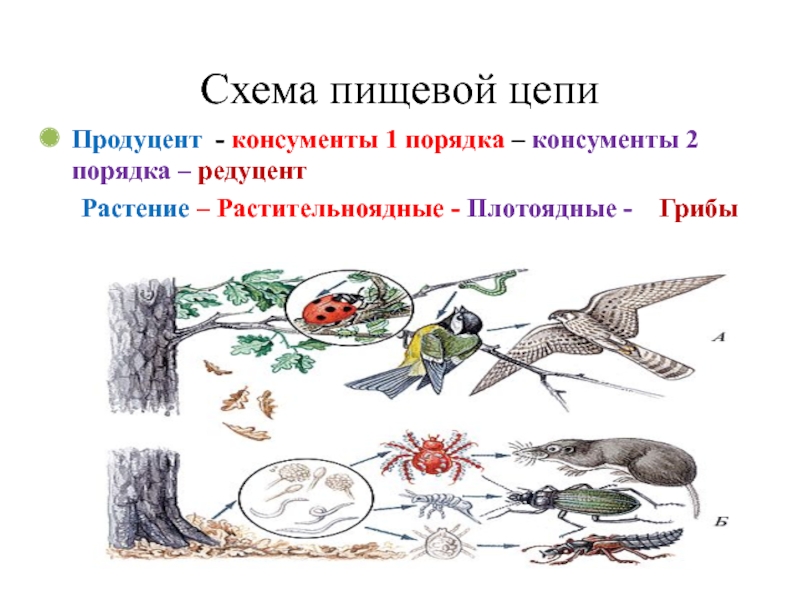 Биоценоз консументы 1 порядка. Цепи питания животных консументы редуценты. Цепочка питания редуцентов продуцентов. Цепь питания продуценты консументы редуценты. Схема цепи питания продуценты консументы редуценты.