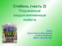 Презентация по биологии на тему  Видоизмененные подземные побеги ( 6 класс)