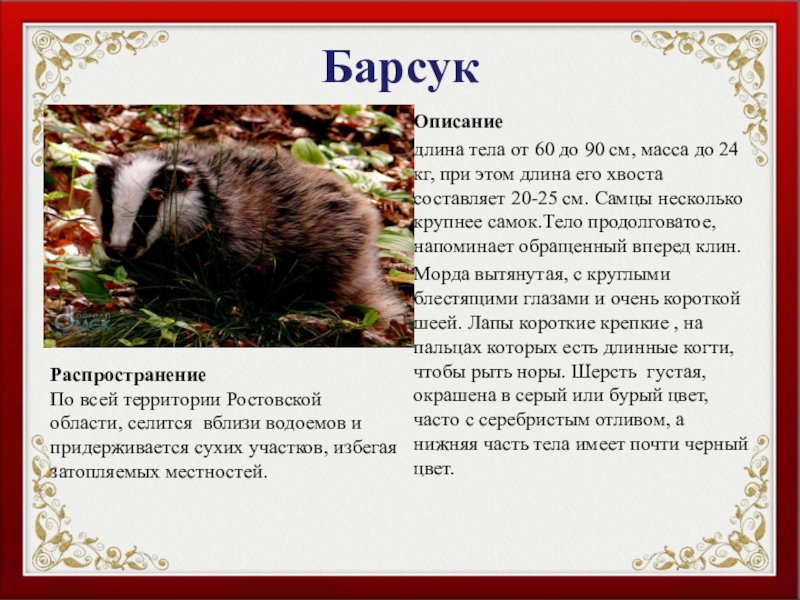 БарсукОписаниедлина тела от 60 до 90 см, масса до 24 кг, при этом длина его хвоста составляет