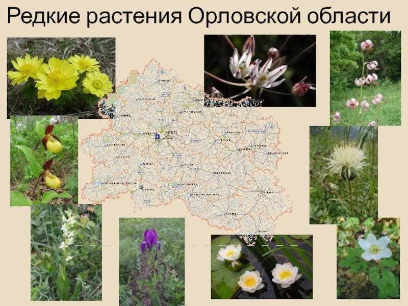 Редкие растения Орловской области