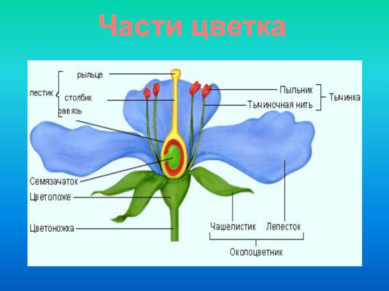 13 подпишите части цветка с помощью рисунка