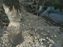 Исследовательская работа Пушистое чудо