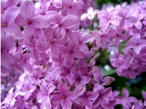 Презентация общешкольное мероприятие Сирень Победы