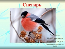 Презентация к занятию по развитию речи Снегирь