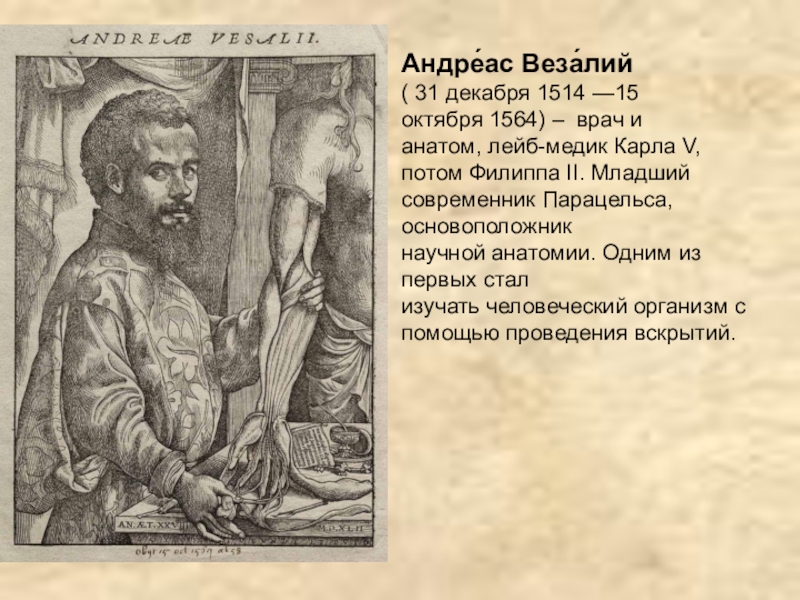 Везалий открытия. Андреас Везалий(1514 – 1654 гг). Андреас Везалий (1514-1564). Андрей Везалий анатомия. Андрей Везалий (1514-1564 гг. н. э.)..