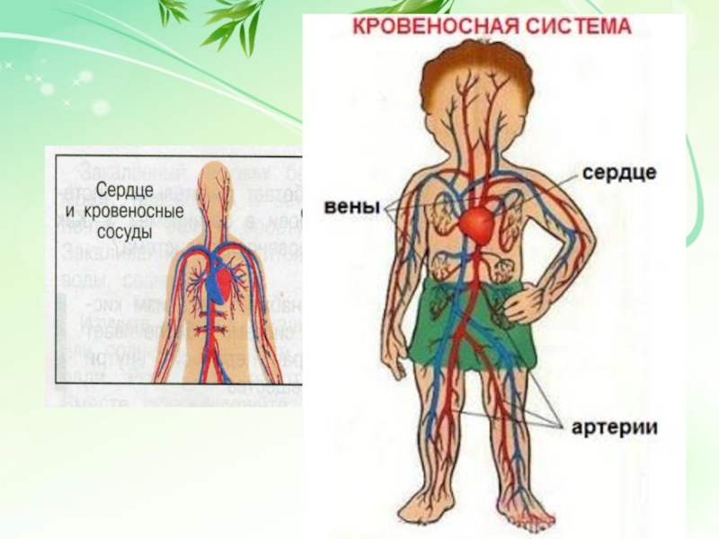 Схема кровеносная система человека 4 класс окружающий мир