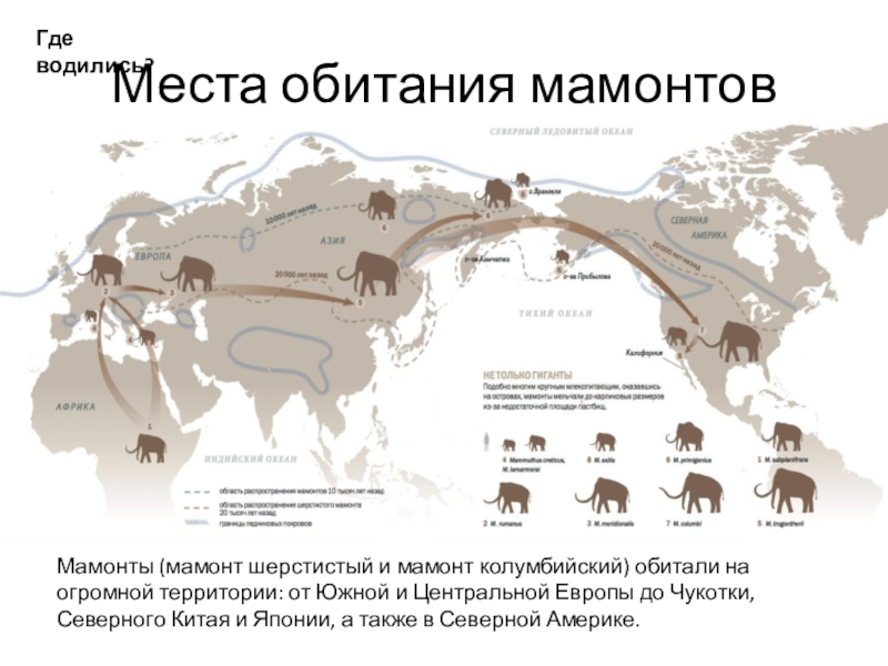 Карта обитания мамонтов