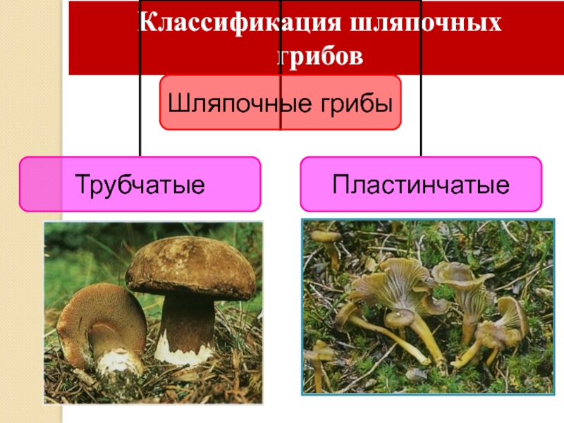 Грибы шляпочные грибы презентация 5 класс