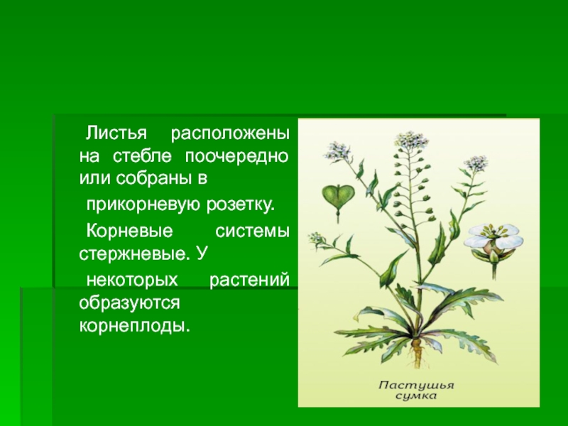 Листья крестоцветных. Прикорневая розетка у крестоцветных. Крестоцветные стебель и листья. Листья расположены поочередно или собраны в прикорневую розетку. Листья на стебле поочередно.