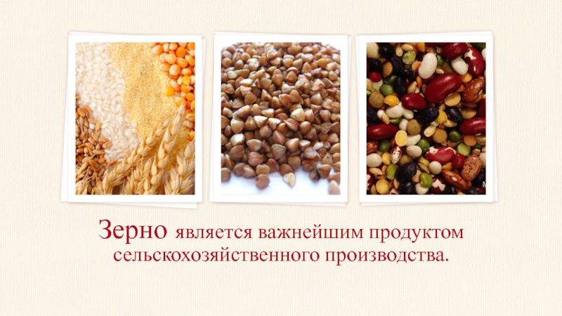 Зерно является важнейшим продуктом сельскохозяйственного производства.