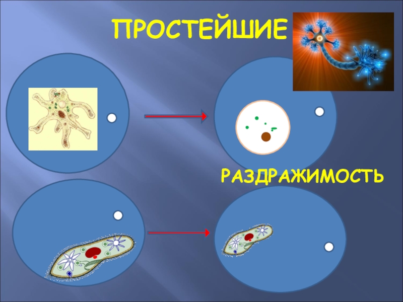 Презентация на тему координация и регуляция