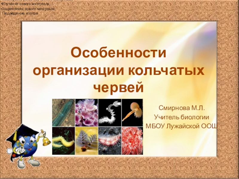 Презентация Презентация к уроку Особенности организации кольчатых червей