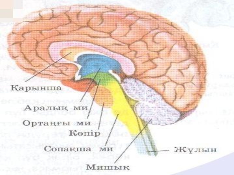 Мидың құрылысы презентация