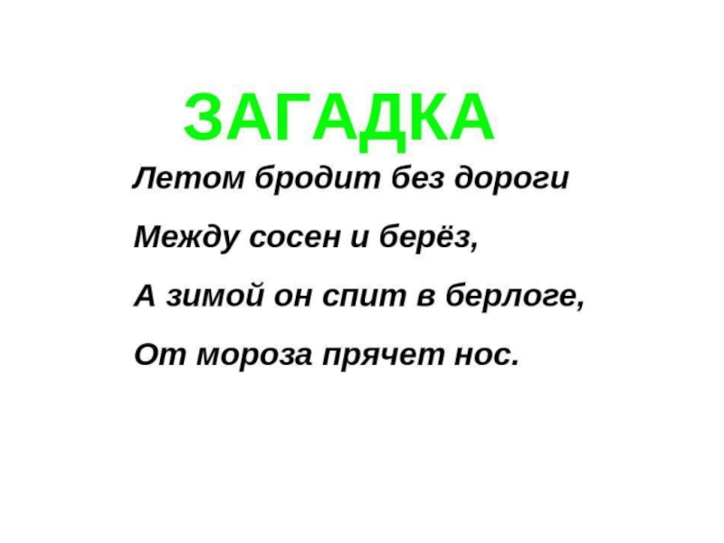 Загадка про медведя. Загадка про медведя для дошкольников. Загадка про медведя для малышей. Загадка про медведя для детей 5-6 лет. Загадка про медведя для детей.