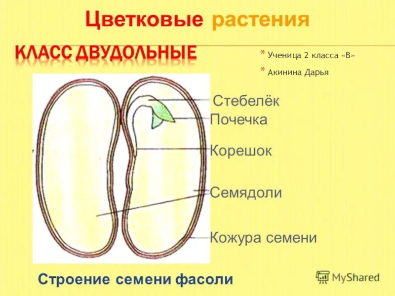 На рисунке изображено двудольное. Семядоли фасоли семени фасоли. Строение семядоли фасоли. Структура семени фасоли. Схема строения семени фасоли.