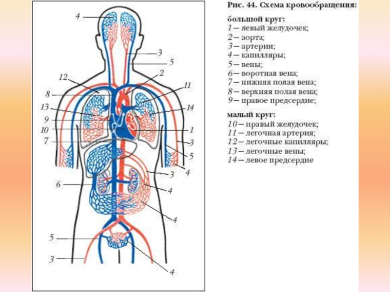 Какой кровеносный сосуд обозначен на рисунке цифрой 1