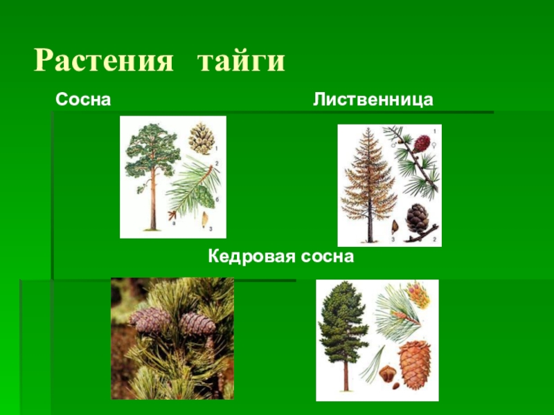 Растения тайги 5 класс биология. Хвойные деревья тайги. Лиственные деревья тайги. Растения тайги. Растения тайги в России.