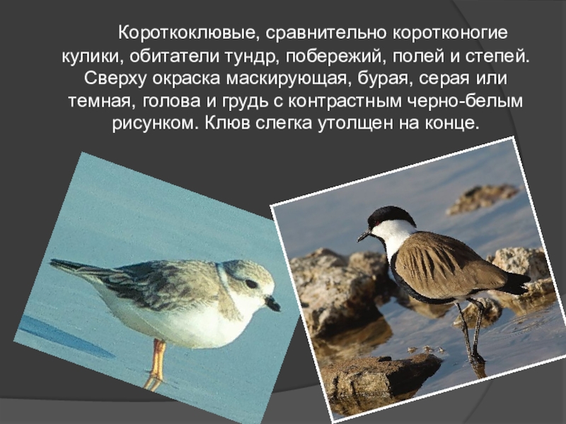 Презентация Презентация к уроку Ржанковые птицы