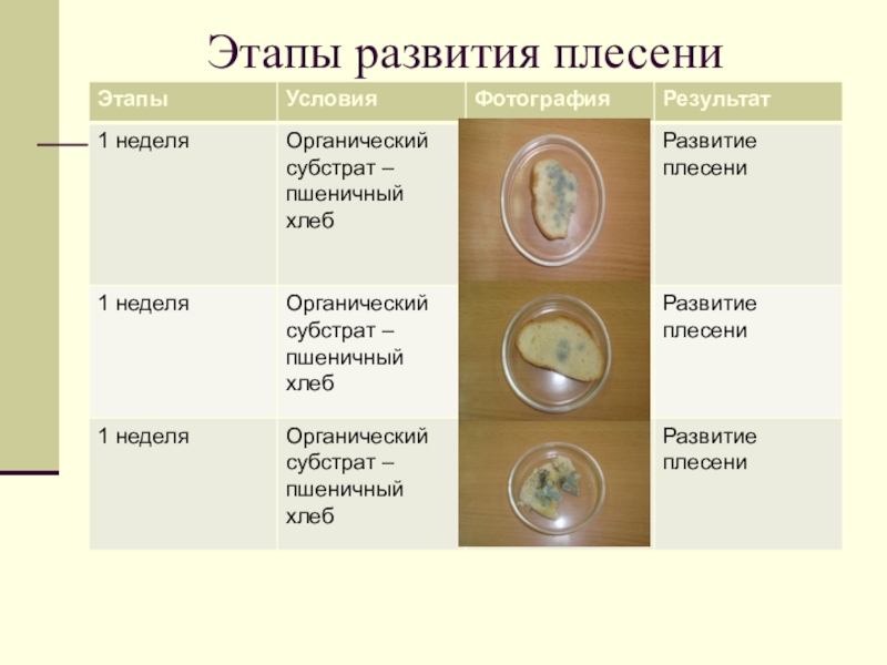 Проект по биологии 5 класс плесень на хлебе