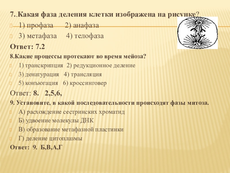 На рисунке изображена клетка в разные периоды времени какое