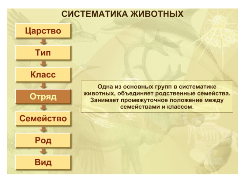 Царства виды отряды животных. Систематика животных. Систематиматика животных. Систематика животных 7 кл. Систематика животных таблица 7 класс.
