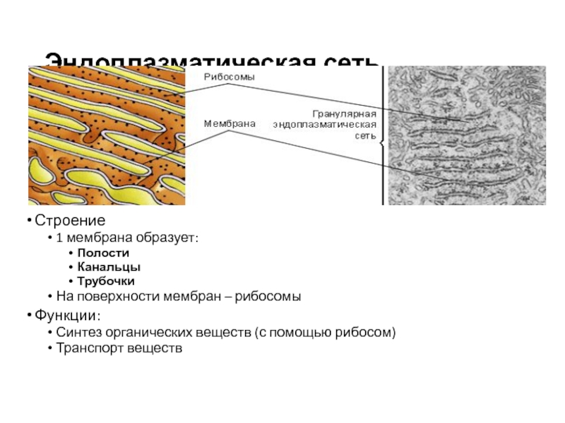 Мембрана эндоплазматической сети функции. Гранулярная эндоплазматическая сеть рисунок. Две мембраны эндоплазматическая сеть. Эндоплазматическая сеть эргастоплазма это. Гранулярная эндоплазматическая сеть функции.