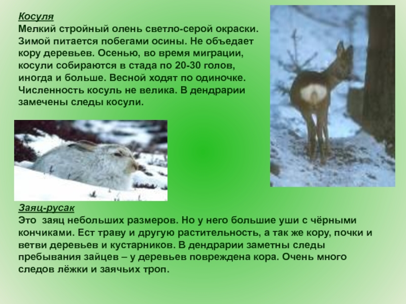 Лось ест кору деревьев. Какое животное питается корой деревьев. Какое животное питается корой деревьев. Кто кормится корой деревьев зимой. Животные питающиеся корой деревьев.